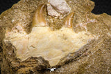07774 - Nice Halisaurus arambourgi (Mosasaur) Partial Maxillary Bone in Matrix Cretaceous