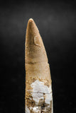 04972 - Restored 1.61 Inch Elasmosaur (Zarafasaura oceanis) Tooth