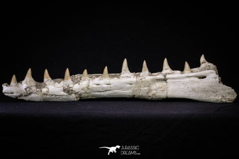 20562 - Museum Grade 16.14 Inch Platecarpus ptychodon (Mosasaur) Partial Left Hemi-Jaw Cretaceous