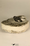 30725 - Beautiful 1.36 Inch Cyphaspis (Otarion) cf. boutscharafinense Devonian Trilobite