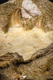 07774 - Nice Halisaurus arambourgi (Mosasaur) Partial Maxillary Bone in Matrix Cretaceous