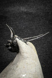 22027 - Outstanding 1.89 Inch Kettneraspis prescheri (Long Occipital Horn) Lower Devonian Trilobite