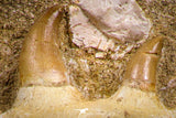 07774 - Nice Halisaurus arambourgi (Mosasaur) Partial Maxillary Bone in Matrix Cretaceous