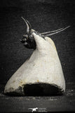 22027 - Outstanding 1.89 Inch Kettneraspis prescheri (Long Occipital Horn) Lower Devonian Trilobite
