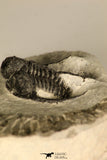 30725 - Beautiful 1.36 Inch Cyphaspis (Otarion) cf. boutscharafinense Devonian Trilobite