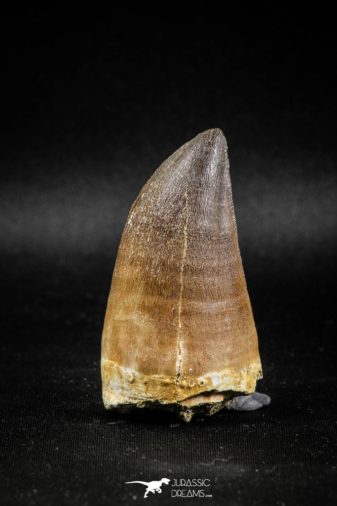 04973 - Premium Quality 2.31 Inch Huge Mosasaur (Prognathodon anceps) Tooth