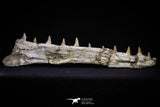 20562 - Museum Grade 16.14 Inch Platecarpus ptychodon (Mosasaur) Partial Left Hemi-Jaw Cretaceous