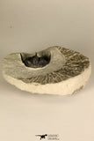 30725 - Beautiful 1.36 Inch Cyphaspis (Otarion) cf. boutscharafinense Devonian Trilobite