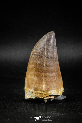 04973 - Premium Quality 2.31 Inch Huge Mosasaur (Prognathodon anceps) Tooth
