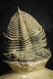 22028 - Nicely Prepared 2.49 Inch  Zlichovaspis spinifera Lower Devonian Trilobite