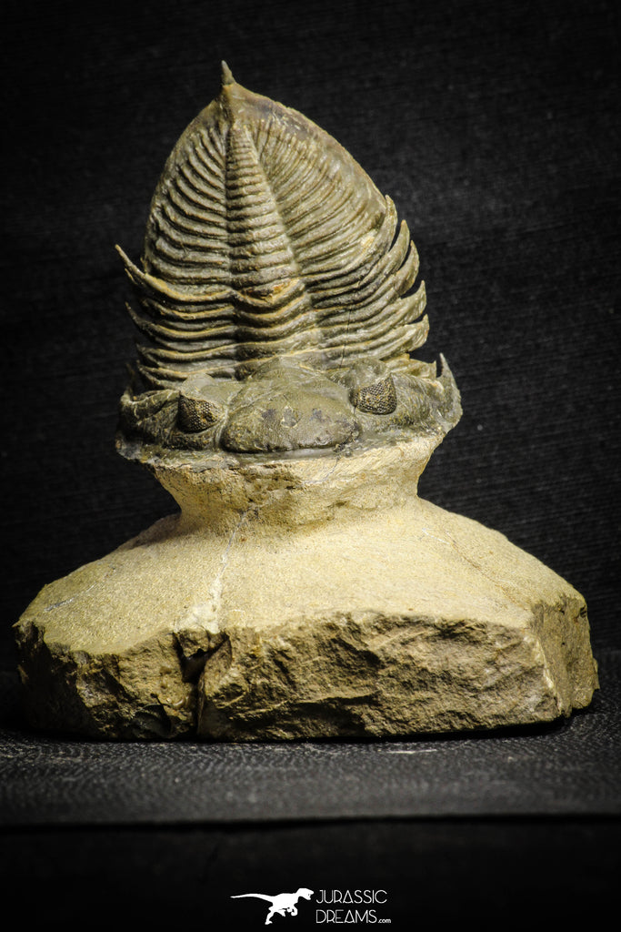 22028 - Nicely Prepared 2.49 Inch  Zlichovaspis spinifera Lower Devonian Trilobite