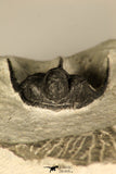 30725 - Beautiful 1.36 Inch Cyphaspis (Otarion) cf. boutscharafinense Devonian Trilobite