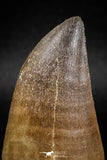 04973 - Premium Quality 2.31 Inch Huge Mosasaur (Prognathodon anceps) Tooth