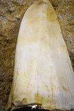 07775 - Top Rare 1.87 Inch Rare Tylosaurus sp (Mosasaur) Tooth on Matrix Late Cretaceous