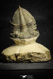 22028 - Nicely Prepared 2.49 Inch  Zlichovaspis spinifera Lower Devonian Trilobite