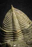 22028 - Nicely Prepared 2.49 Inch  Zlichovaspis spinifera Lower Devonian Trilobite