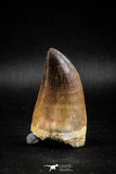 04973 - Premium Quality 2.31 Inch Huge Mosasaur (Prognathodon anceps) Tooth