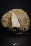 07775 - Top Rare 1.87 Inch Rare Tylosaurus sp (Mosasaur) Tooth on Matrix Late Cretaceous