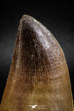 04973 - Premium Quality 2.31 Inch Huge Mosasaur (Prognathodon anceps) Tooth