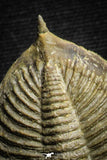 22028 - Nicely Prepared 2.49 Inch  Zlichovaspis spinifera Lower Devonian Trilobite