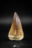 04973 - Premium Quality 2.31 Inch Huge Mosasaur (Prognathodon anceps) Tooth