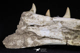 20562 - Museum Grade 16.14 Inch Platecarpus ptychodon (Mosasaur) Partial Left Hemi-Jaw Cretaceous