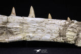 20562 - Museum Grade 16.14 Inch Platecarpus ptychodon (Mosasaur) Partial Left Hemi-Jaw Cretaceous