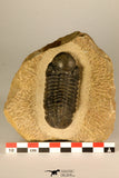 30726 - Top Quality 2.78 Inch Reedops sp Lower Devonian Trilobite