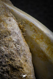 07775 - Top Rare 1.87 Inch Rare Tylosaurus sp (Mosasaur) Tooth on Matrix Late Cretaceous