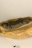 30726 - Top Quality 2.78 Inch Reedops sp Lower Devonian Trilobite