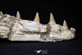 20562 - Museum Grade 16.14 Inch Platecarpus ptychodon (Mosasaur) Partial Left Hemi-Jaw Cretaceous