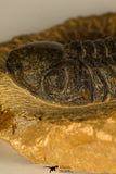 30726 - Top Quality 2.78 Inch Reedops sp Lower Devonian Trilobite
