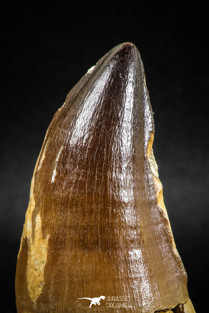 04974 - Premium Quality 2.54 Inch Huge Mosasaur (Prognathodon anceps) Tooth
