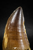 04974 - Premium Quality 2.54 Inch Huge Mosasaur (Prognathodon anceps) Tooth