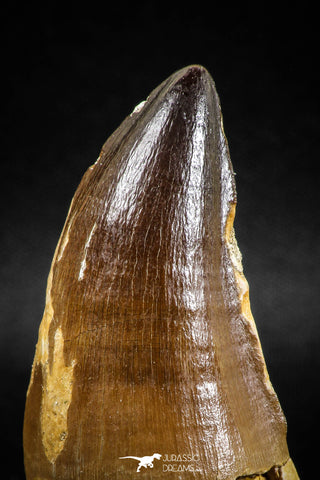 04974 - Premium Quality 2.54 Inch Huge Mosasaur (Prognathodon anceps) Tooth