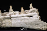 20562 - Museum Grade 16.14 Inch Platecarpus ptychodon (Mosasaur) Partial Left Hemi-Jaw Cretaceous