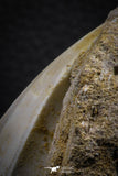 07775 - Top Rare 1.87 Inch Rare Tylosaurus sp (Mosasaur) Tooth on Matrix Late Cretaceous