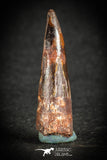 88099 - Top Quality 1.41 Inch Spinosaurus Dinosaur Tooth Cretaceous