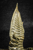 22028 - Nicely Prepared 2.49 Inch  Zlichovaspis spinifera Lower Devonian Trilobite