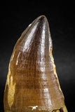 04974 - Premium Quality 2.54 Inch Huge Mosasaur (Prognathodon anceps) Tooth