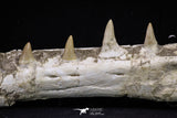 20562 - Museum Grade 16.14 Inch Platecarpus ptychodon (Mosasaur) Partial Left Hemi-Jaw Cretaceous