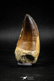 04974 - Premium Quality 2.54 Inch Huge Mosasaur (Prognathodon anceps) Tooth