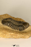 30726 - Top Quality 2.78 Inch Reedops sp Lower Devonian Trilobite