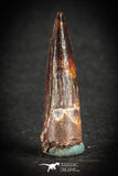 88099 - Top Quality 1.41 Inch Spinosaurus Dinosaur Tooth Cretaceous