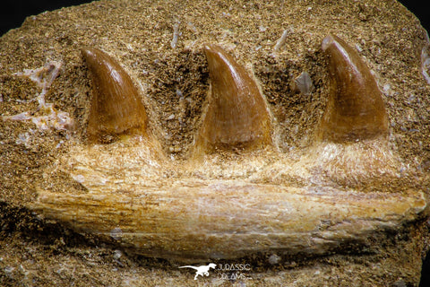 07776 - Great Halisaurus arambourgi (Mosasaur) Partial Right Hemi-Jaw in Matrix Cretaceous