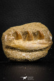 07776 - Great Halisaurus arambourgi (Mosasaur) Partial Right Hemi-Jaw in Matrix Cretaceous