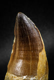 04974 - Premium Quality 2.54 Inch Huge Mosasaur (Prognathodon anceps) Tooth