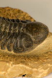 30726 - Top Quality 2.78 Inch Reedops sp Lower Devonian Trilobite