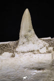 20562 - Museum Grade 16.14 Inch Platecarpus ptychodon (Mosasaur) Partial Left Hemi-Jaw Cretaceous