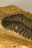 30726 - Top Quality 2.78 Inch Reedops sp Lower Devonian Trilobite